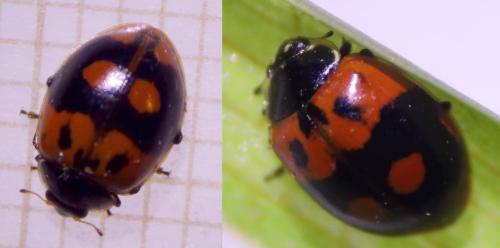 Réf. 317 467 : Adalia bipunctata
